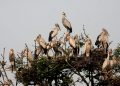 Bhitarkanika National Park