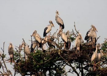 Bhitarkanika National Park, Kendrapara, Odisha, Monsoon