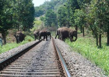 Over 32000 animals killed in railway accidents between 2016-18