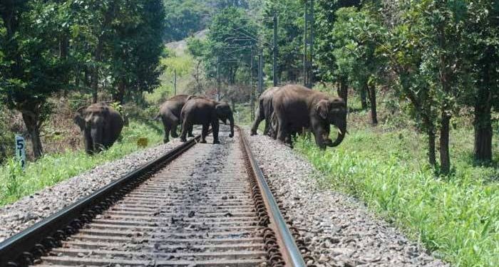 Over 32000 animals killed in railway accidents between 2016-18