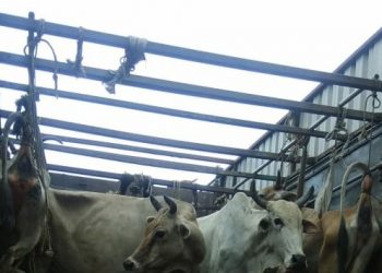 Cattle smuggling racket busted