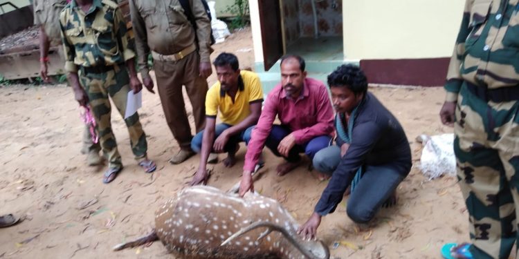 3 poachers held, dead spotted deer seized