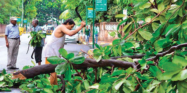 Out of the total, the highest number of trees (26.91 lakh) were cut in 2018-19.