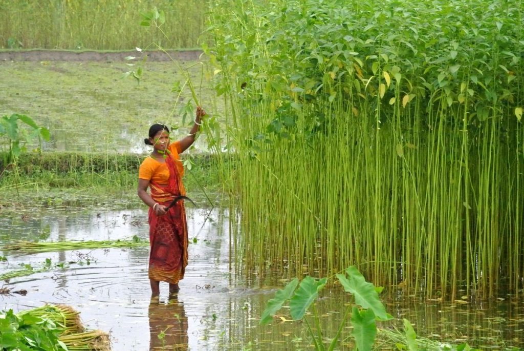 With no govt support, farmers shun jute farming in Balasore