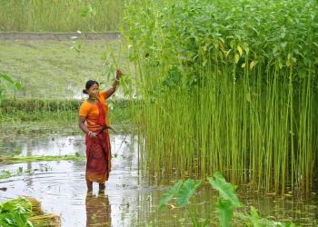 With no govt support, farmers shun jute farming in Balasore