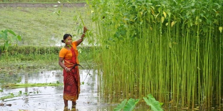 With no govt support, farmers shun jute farming in Balasore