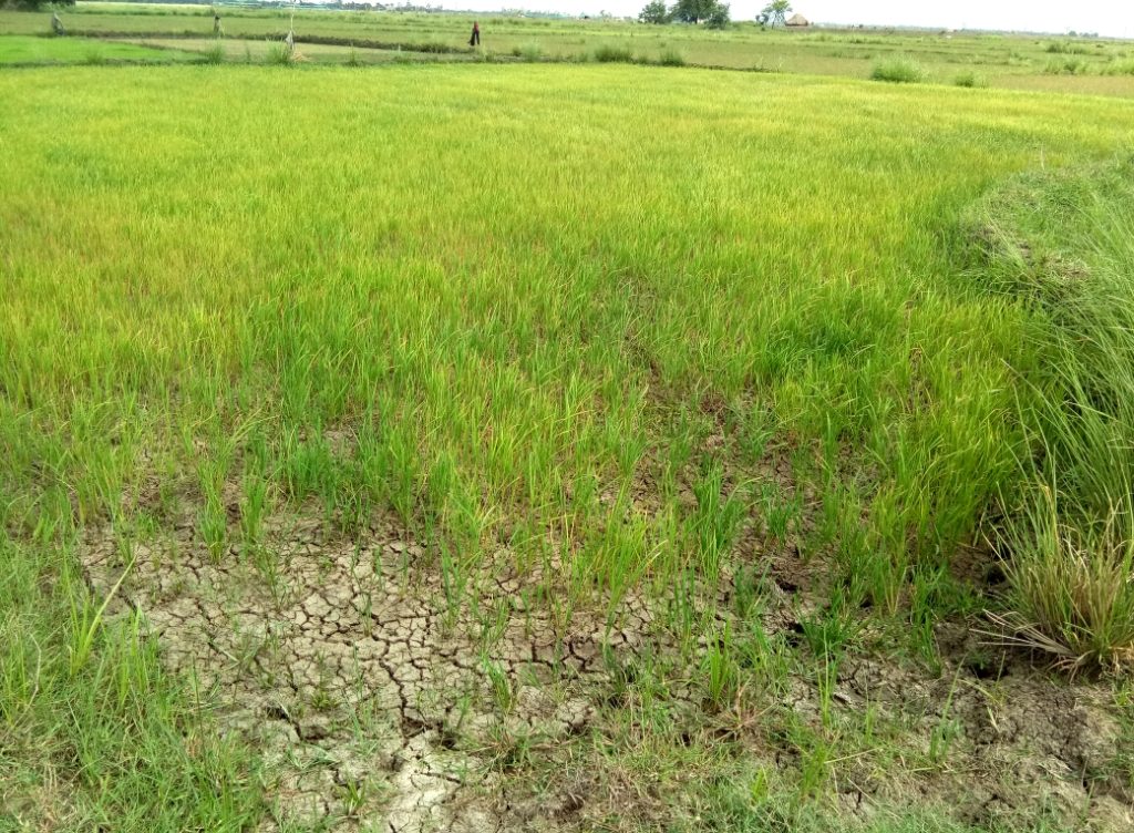 No rains, paddy saplings wilt in Basudevpur block