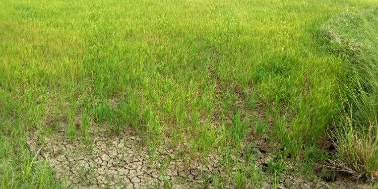 No rains, paddy saplings wilt in Basudevpur block