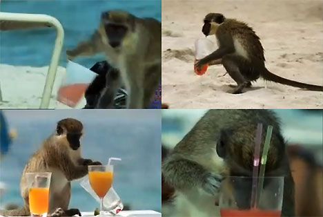 Island where monkeys love to drink alcohol Watch video OrissaPOST