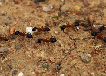 Do you know why ants walk in line?