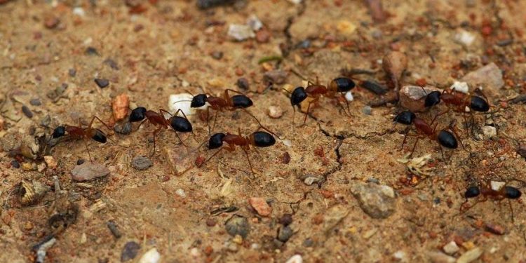 Do you know why ants walk in line?