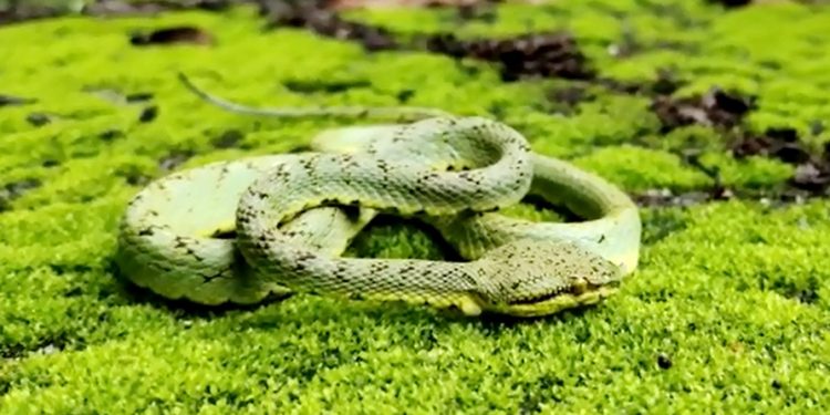 Rare bamboo pit viper rescued