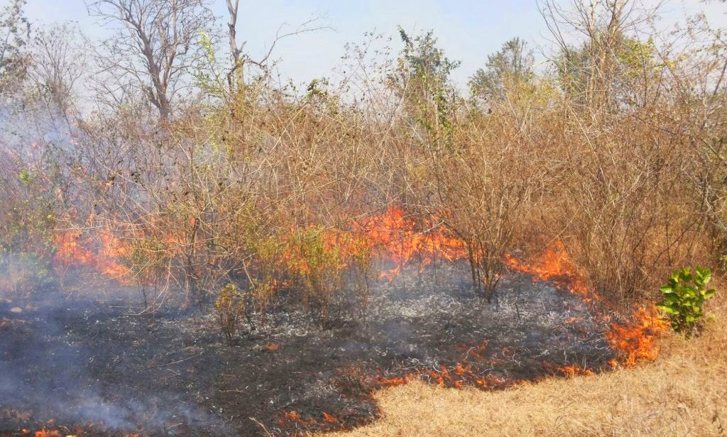 Bandipur fire in jungle