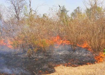 Bandipur fire in jungle