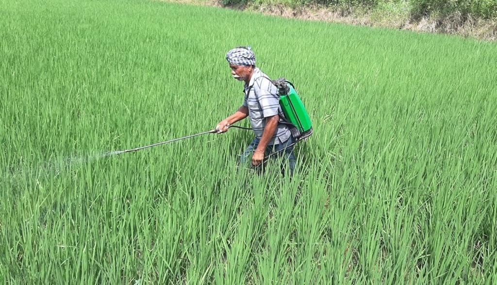 Pest onslaught on paddy leaves farmers worried