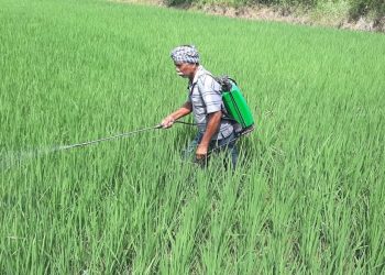 Pest onslaught on paddy leaves farmers worried