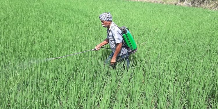 Pest onslaught on paddy leaves farmers worried