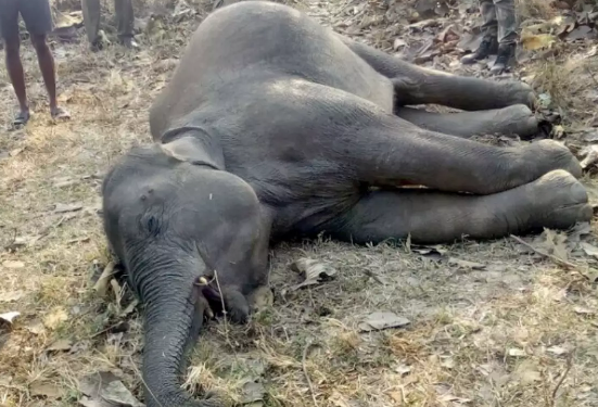 Female elephant’s carcass recovered