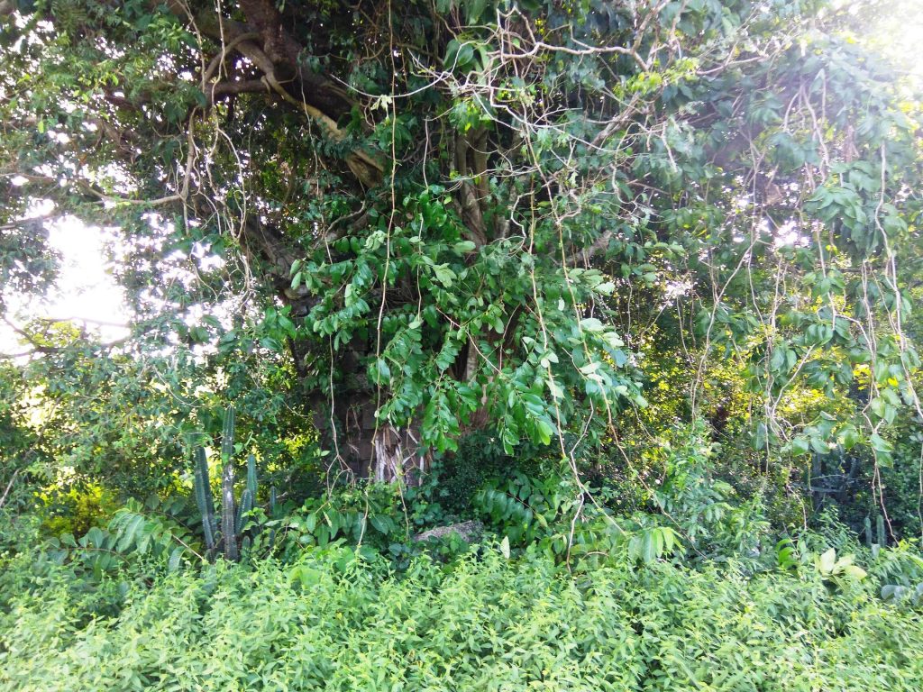 Obscured by bushes, ancient temple cries to see light