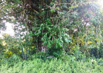 Obscured by bushes, ancient temple cries to see light