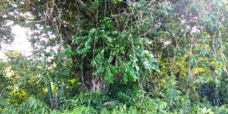 Obscured by bushes, ancient temple cries to see light