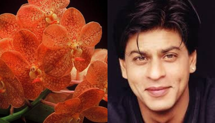 This is why Shah Rukh Khan is called the king of the Hindi film industry