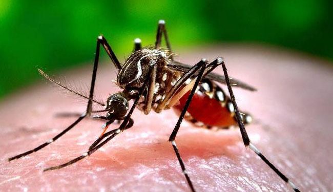 70 dengue patients under treatment at SCBMCH