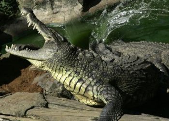 Zimbabwean girl wrestles crocodile to save friend's life