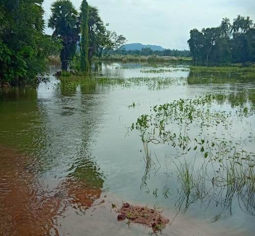 Unseasonal rain dashes farmers’ hope in Gajapati this Deepavali