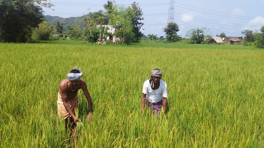 Paddy farmers fret as pest onslaught spreads