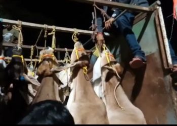 12 cattle rescued, pick-up van seized in Bhadrak