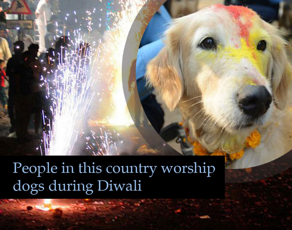 People in this country worship dogs during Diwali - OrissaPOST