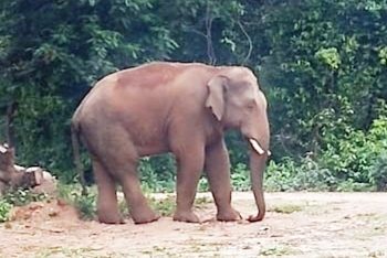 Man injured in elephant attack