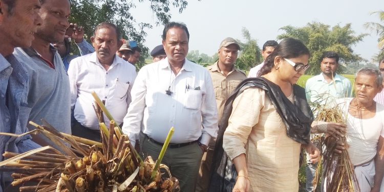 Bhograi farmers show rotten paddy plants to central team