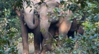 Elephant attacks,