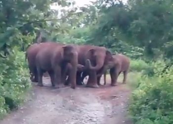 Elephant herd sighted in Mayurbhanj