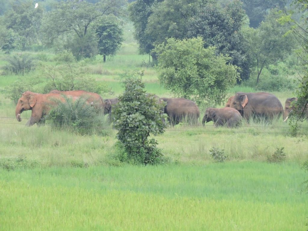 Jumbos damage crops in 200 acres