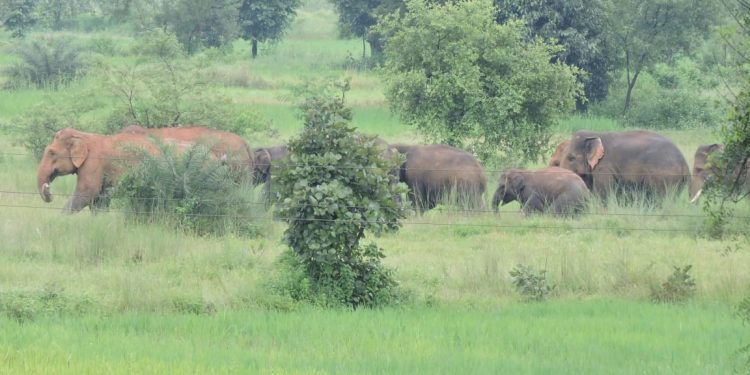 Jumbos damage crops in 200 acres