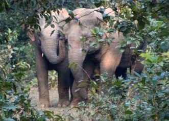 Man dies in elephant attack