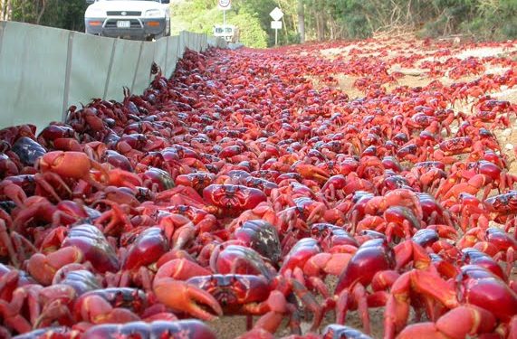 From roads to homes, crabs are found everywhere in this island