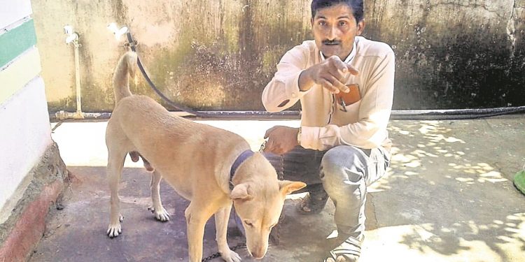 Pet dog kills cobra, saves six lives in Jeypore