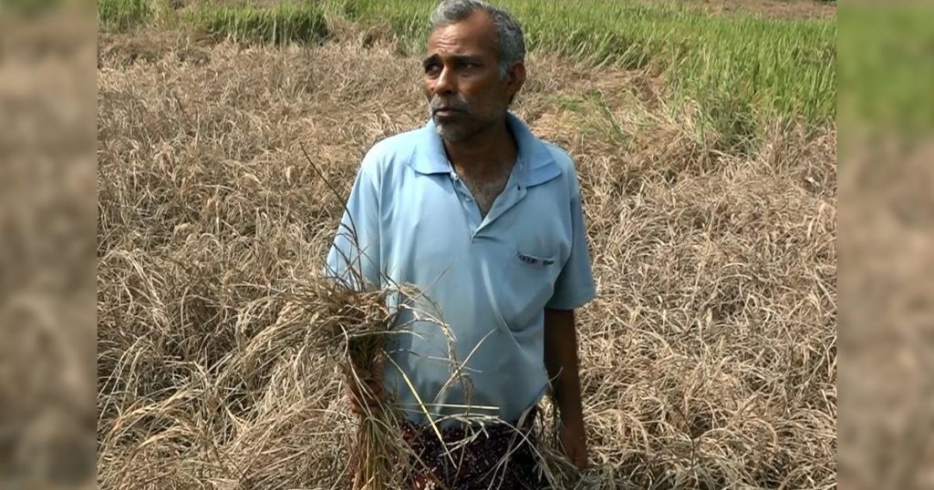 Farmers turn away from paddy farming in Bhadrak district