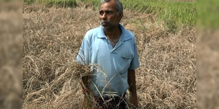 Farmers turn away from paddy farming in Bhadrak district