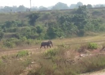 Tusker menace in Jharsuguda