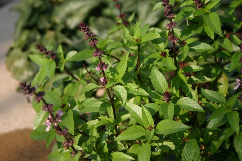 Eat five Tulsi leaves and keep diabetes away