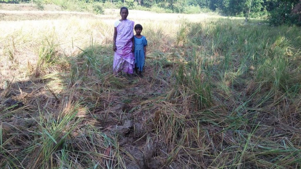 Villagers lose sleep over elephant menace in Mayurbhanj