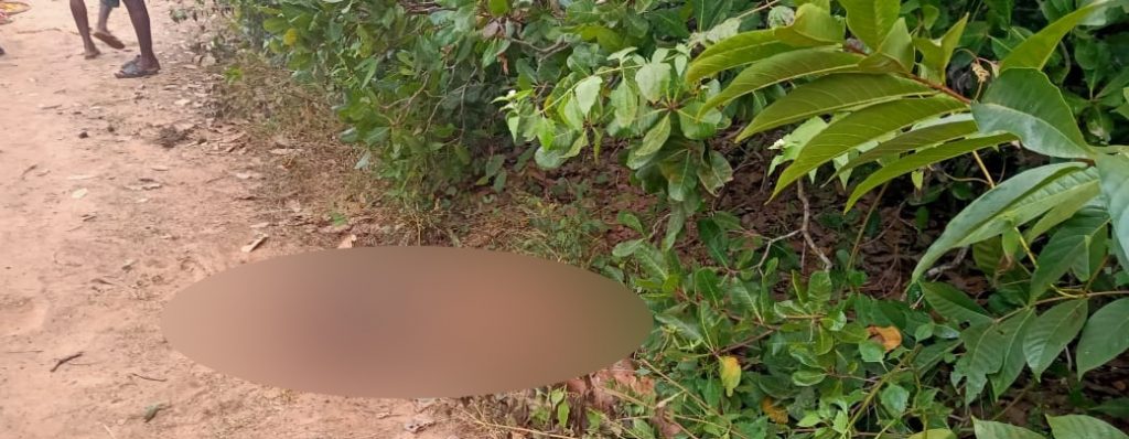 Elderly woman trampled to death by elephant