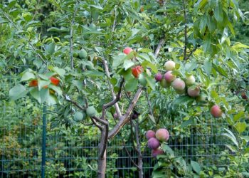 This tree grows 40 different kinds of fruits