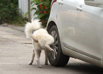 This is why dogs prefer to pee on car tyres