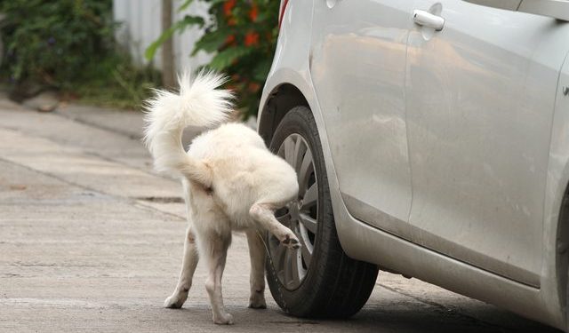 This is why dogs prefer to pee on car tyres